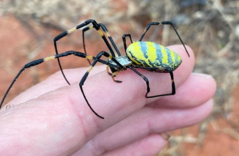 Joro spiders, giant, venomous flying arachnids, are here to stay, pest experts say